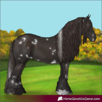 Horse Color:White Spotted Liver Chestnut 