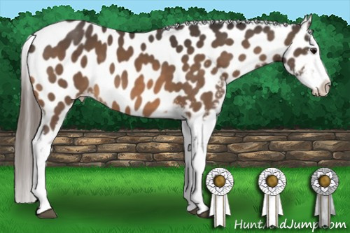 Horse Color:Buckskin Near Leopard