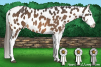 Horse Color:Buckskin Near Leopard