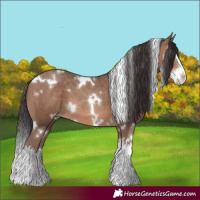 Horse Color:White Spotted Sable Champagne Splash 