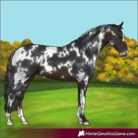 Horse Color:White Spotted Brown 