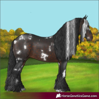 Horse Color:White Spotted Brown 