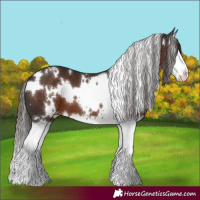 Horse Color:White Spotted Liver Chestnut Splash 