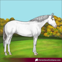 Horse Color:Brown Dun Mushroom Splash Tobiano Appaloosa 