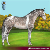 Horse Color:Brown Dun Mushroom Splash Tobiano Appaloosa 