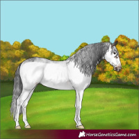 Horse Color:White Spotted Brown Frame 