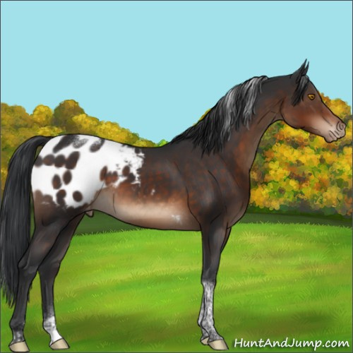 Horse Color:Brown Tobiano Appaloosa 