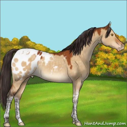 Horse Color:Buckskin Dun Tobiano Appaloosa 