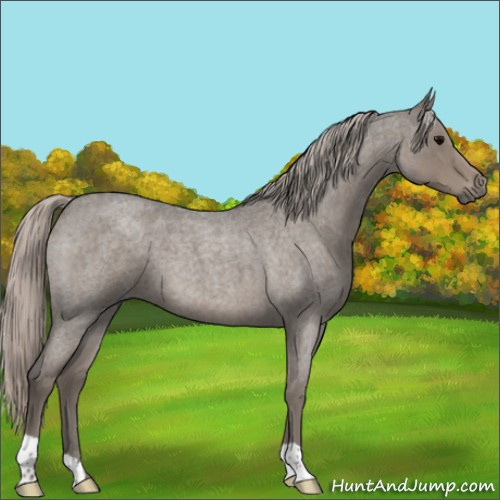 Horse Color:Silver Blue Roan 