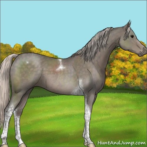 Horse Color:Silver Blue Roan Tobiano