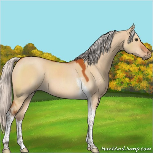 Horse Color:Silver Bay Dun Sabino Tobiano