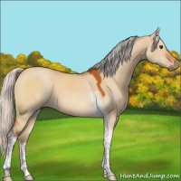 Horse Color:Silver Bay Dun Sabino Tobiano 