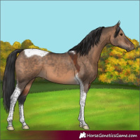 Horse Color:Brown Dun Sabino Tobiano 