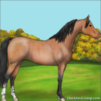 Horse Color:Bay Roan Sabino