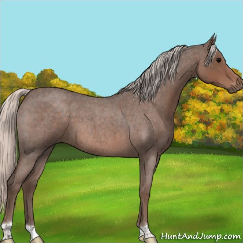 Horse Color:Silver Blue Roan 