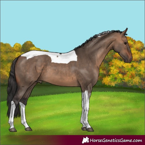 Horse Color:Bay Dun Tobiano 