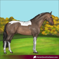 Horse Color:Bay Dun Tobiano 