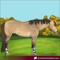 Horse Color:Buckskin Dun 