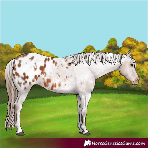Horse Color:White Spotted Chestnut Appaloosa 