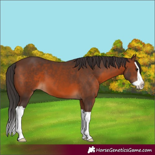 Horse Color:Brown Splash
