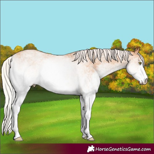 Horse Color:White Spotted Silver Amber Champagne 