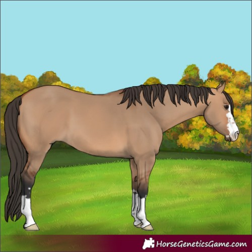 Horse Color:Bay Dun 