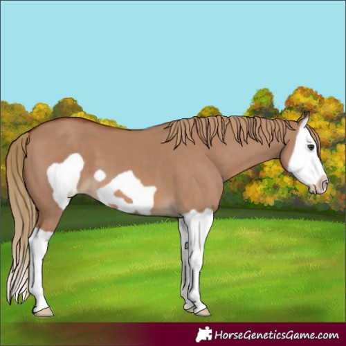 Horse Color:Red Dun Splash Frame