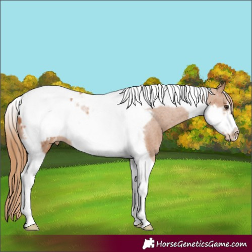 Horse Color:Chestnut Tobiano Frame Appaloosa