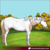 Horse Color:Chestnut Tobiano Frame Appaloosa 