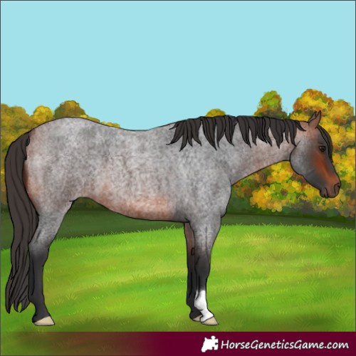 Horse Color:Bay Roan