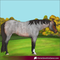 Horse Color:Bay Roan