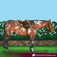 Horse Color:White Spotted Bay 