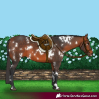 Horse Color:White Spotted Bay 