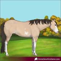 Horse Color:Bay Dun Sabino