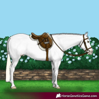 Horse Color:Palomino Dun Splash Near Leopard 