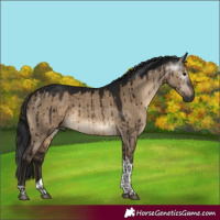 Horse Color:Gray Brown Dun Tobiano Rabicano Brindle 