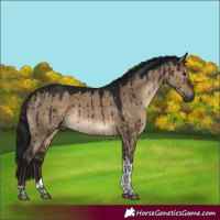 Horse Color:Gray Brown Dun Tobiano Rabicano Brindle 