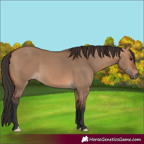 Horse Color:Bay Dun