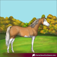 Horse Color:Palomino Splash