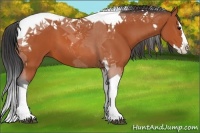 Horse Color:Bay Splash Tobiano 