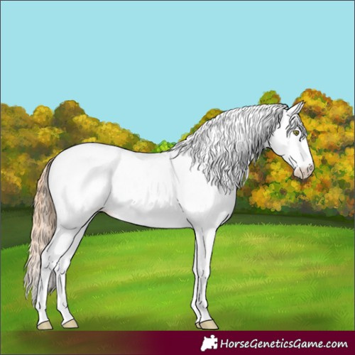 Horse Color:White Spotted Gold Champagne Splash Frame Fewspot 