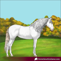 Horse Color:White Spotted Gold Champagne Splash Frame Appaloosa 