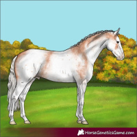 Horse Color:White Spotted Silver Bay Roan Splash