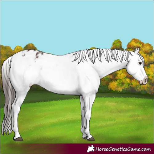 Horse Color:Liver Chestnut Appaloosa 