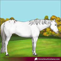 Horse Color:Liver Chestnut Appaloosa 