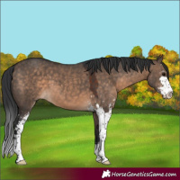 Horse Color:Brown Dun Sabino 