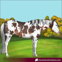 Horse Color:White Spotted Brown Sabino Splash Rabicano 