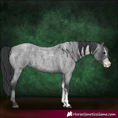 Horse Color:Blue Roan Sabino 
