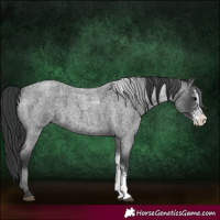 Horse Color:Blue Roan Sabino
