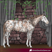 Horse Color:Liver Chestnut Sabino Splash Appaloosa  and Gold Champagne Sabino Splash Appaloosa 